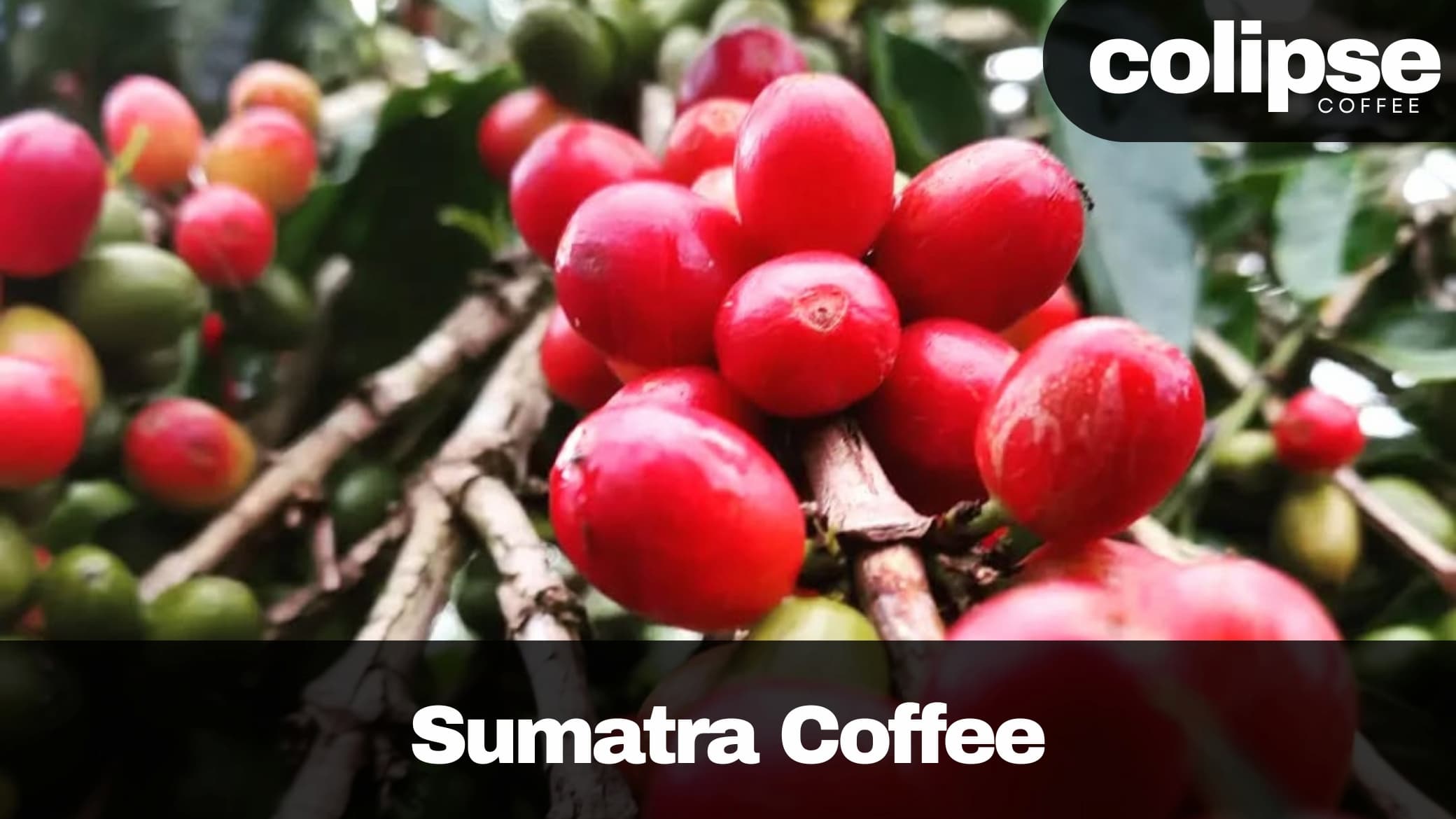 sumatran coffee beans