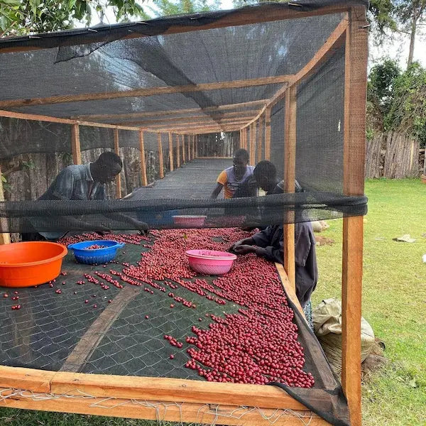 uganda coffee beans certification
