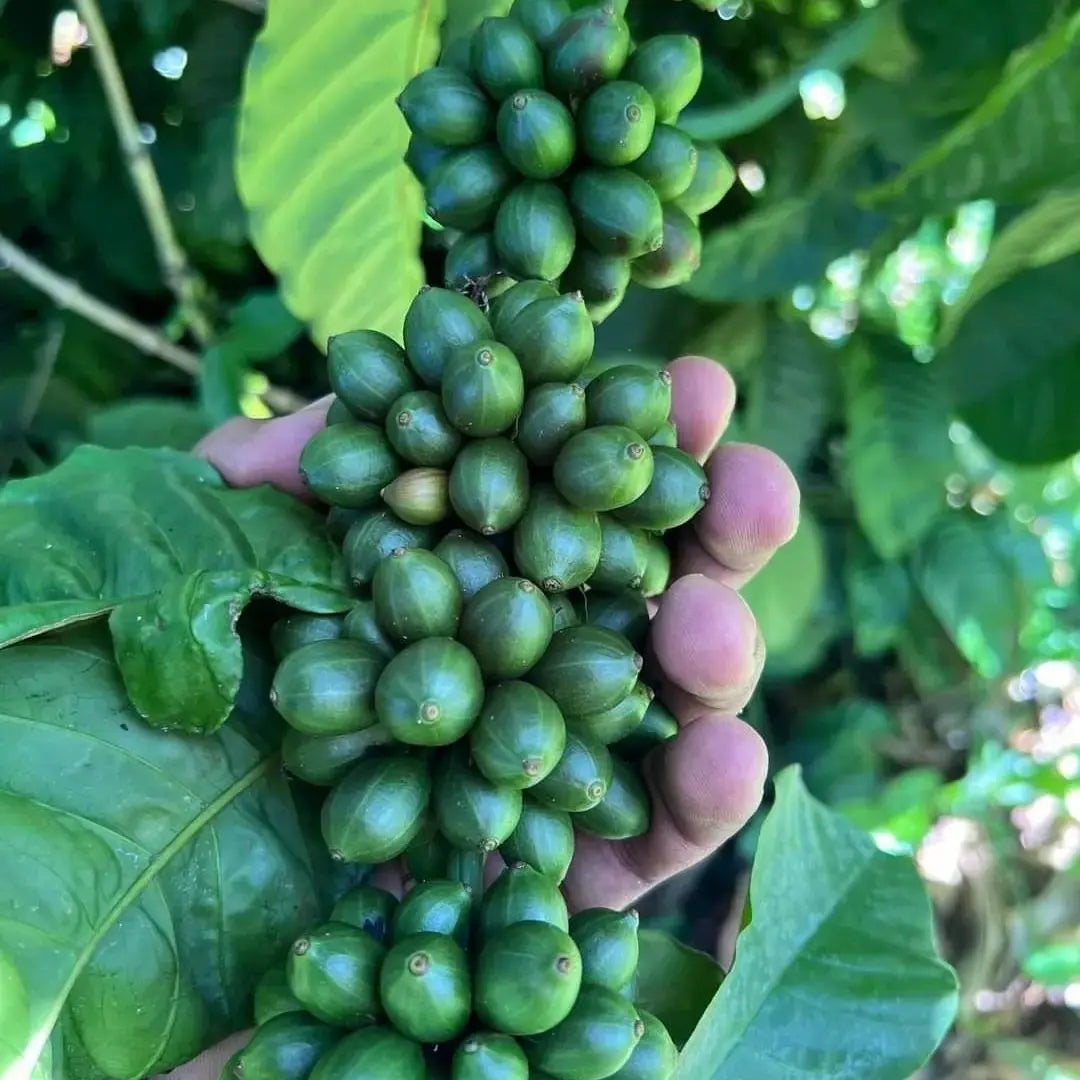 uganda coffee cultivation