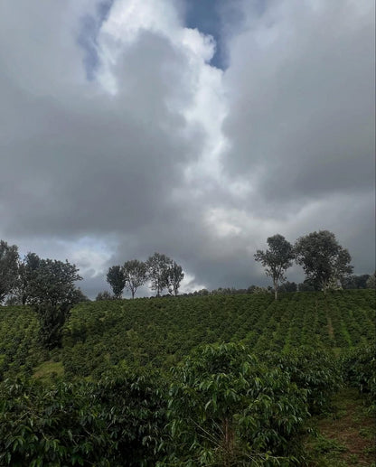Coffee plantation with trees under a cloudy sky