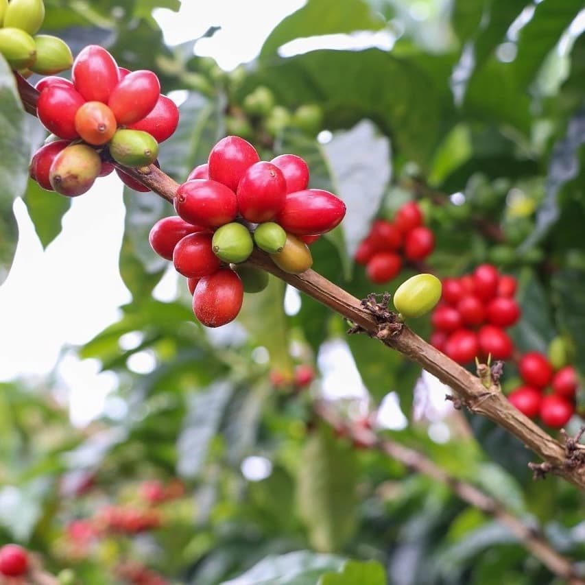 Coffee branch with ripe, red coffee cherries and a few green ones.